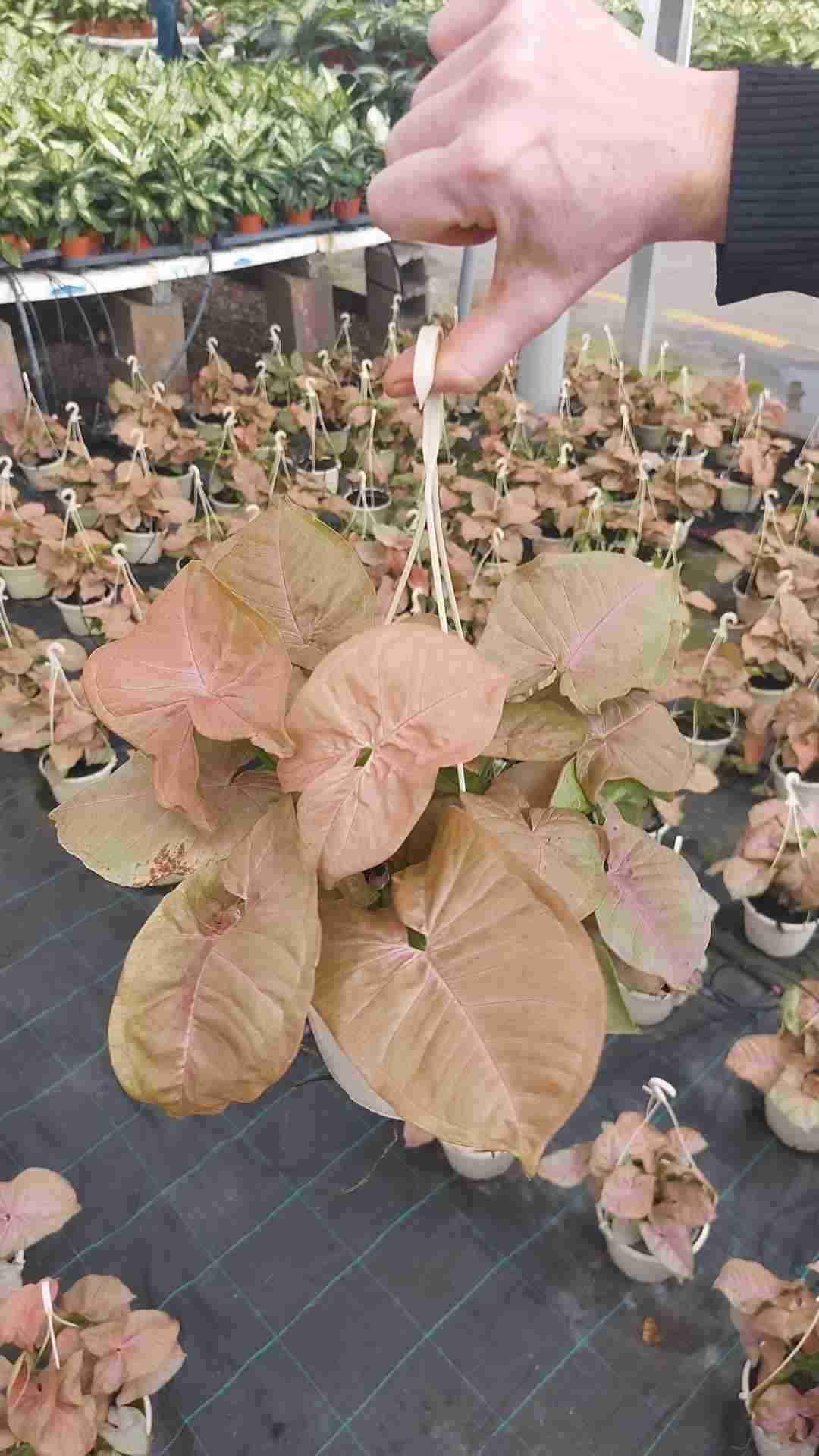 SYNGONIUM NEON C 15 - COLGANTE