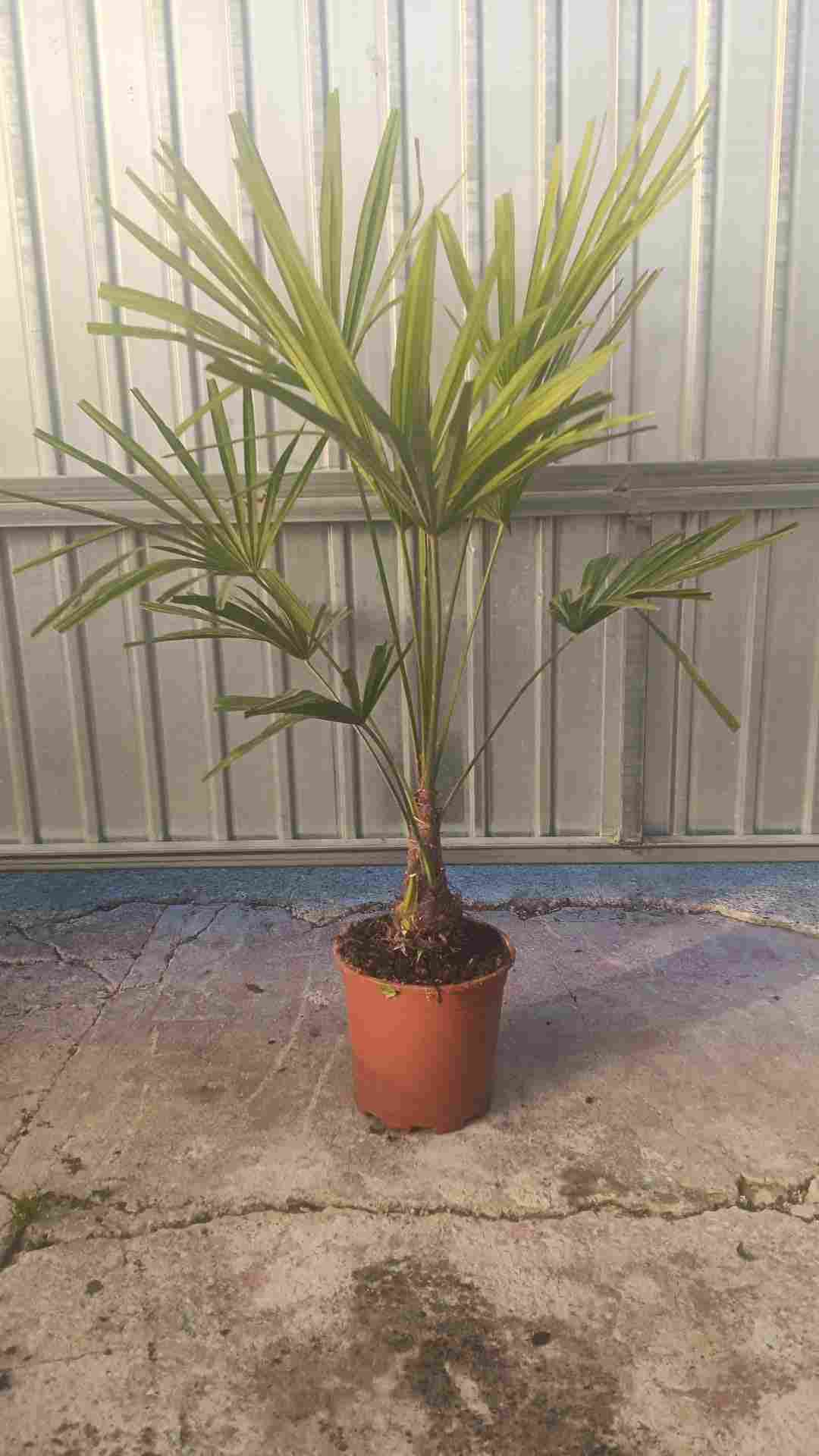 TRACHYCARPUS FORTUNEI C 20