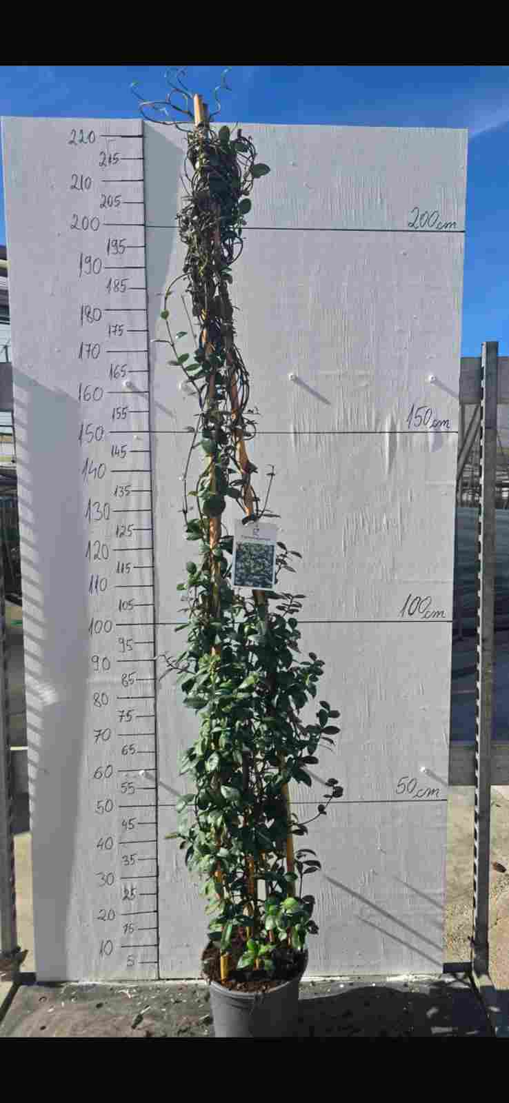 TRACHELOSPERMUN JASMINOIDE C 27 PIRAMIDE 210 M