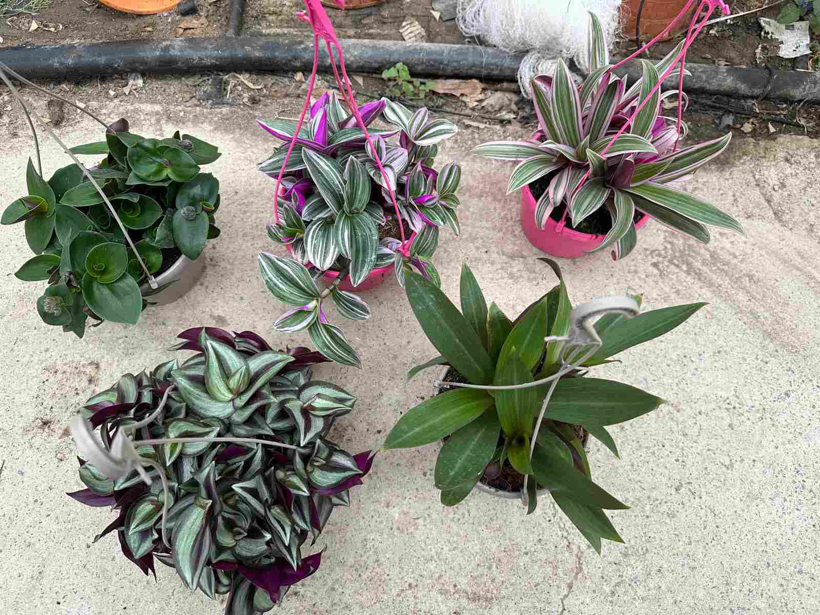 TRADESCANTIA MIX C 15 - COLGAR