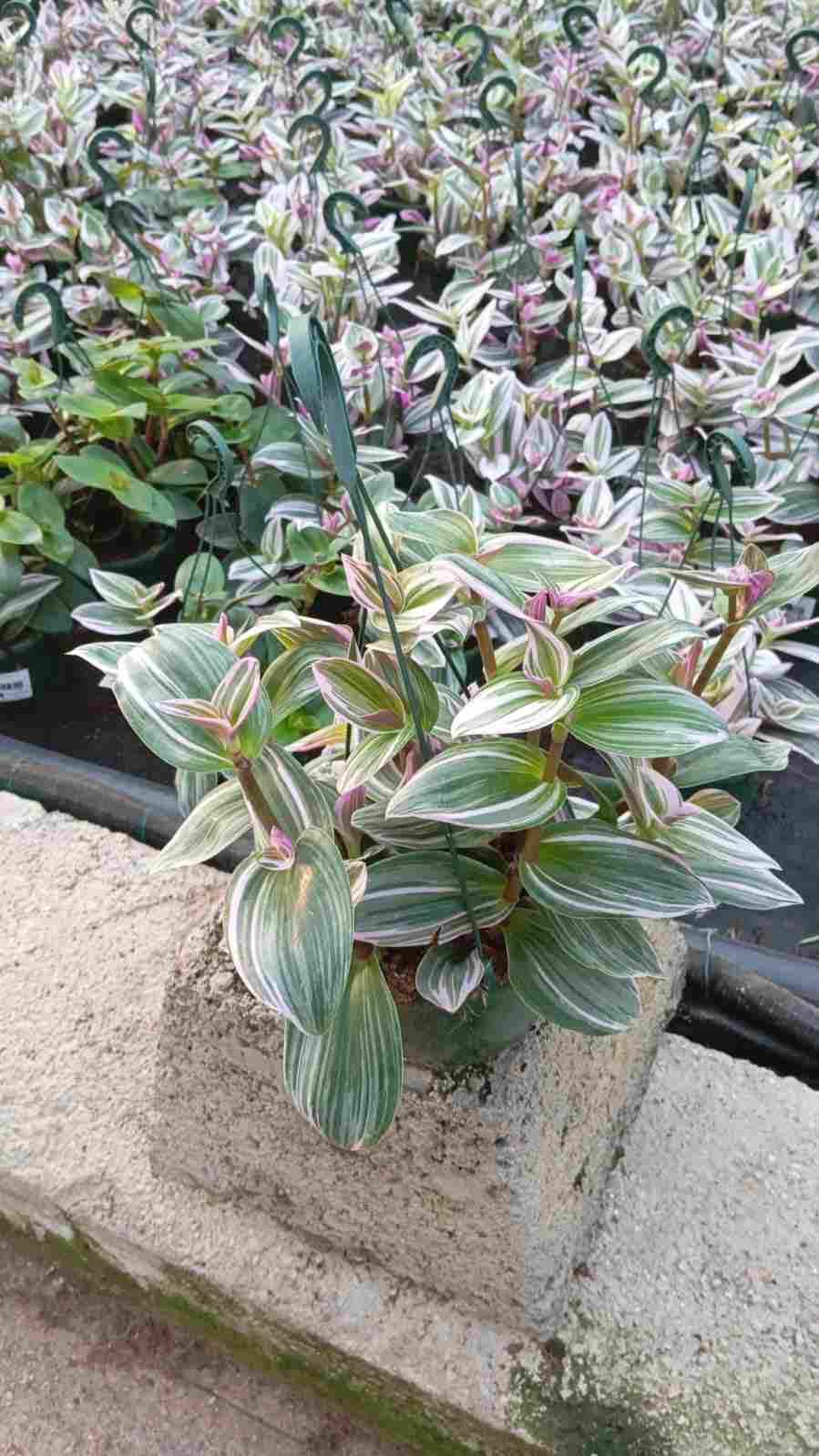TRADESCANTIA PINK C 15 - GOLGANTE