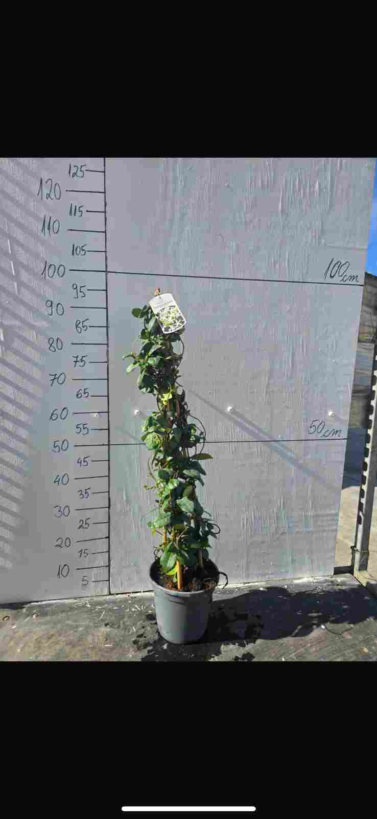 TRACHELOSPERMUN JASMINOIDE C 20 PIRAMIDE 90 CM