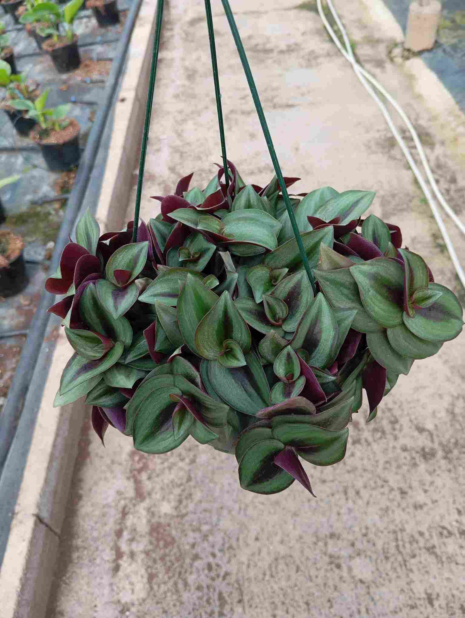 TRADESCANTIA ZEBRINA C 15