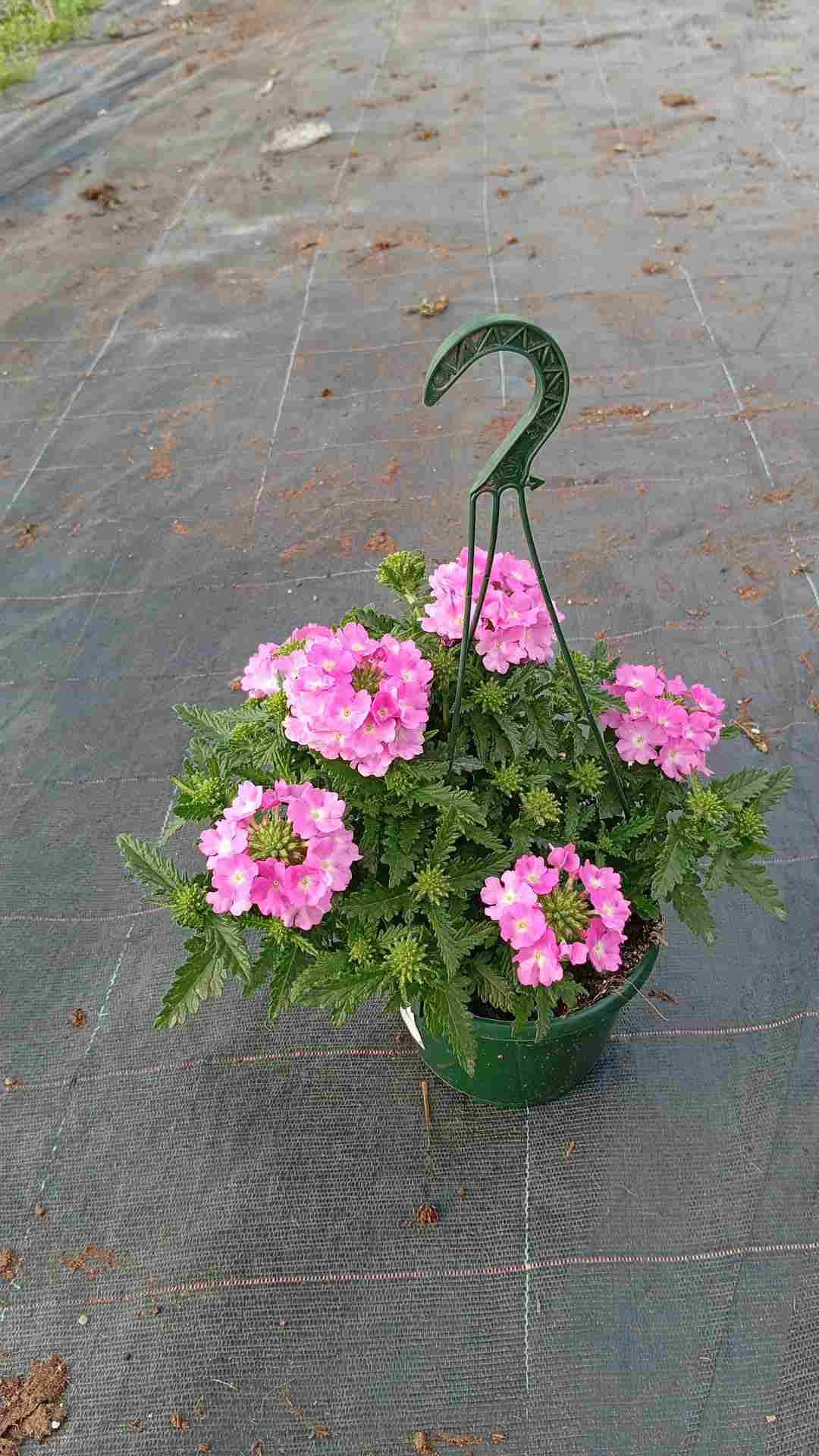 VERBENA C 15 COLGANTE