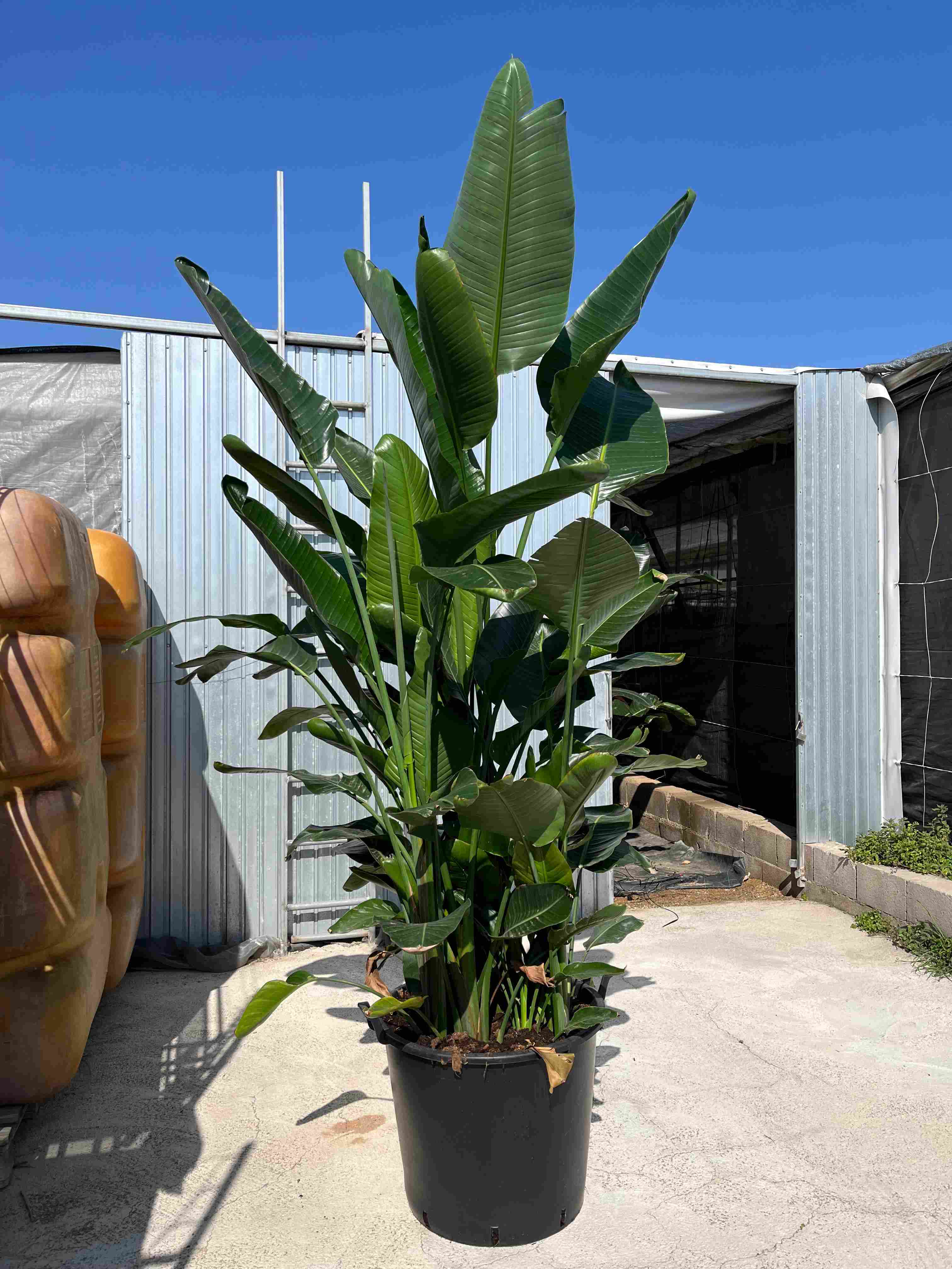 STRELITZIA AUGUSTA 110 L 2.50 M