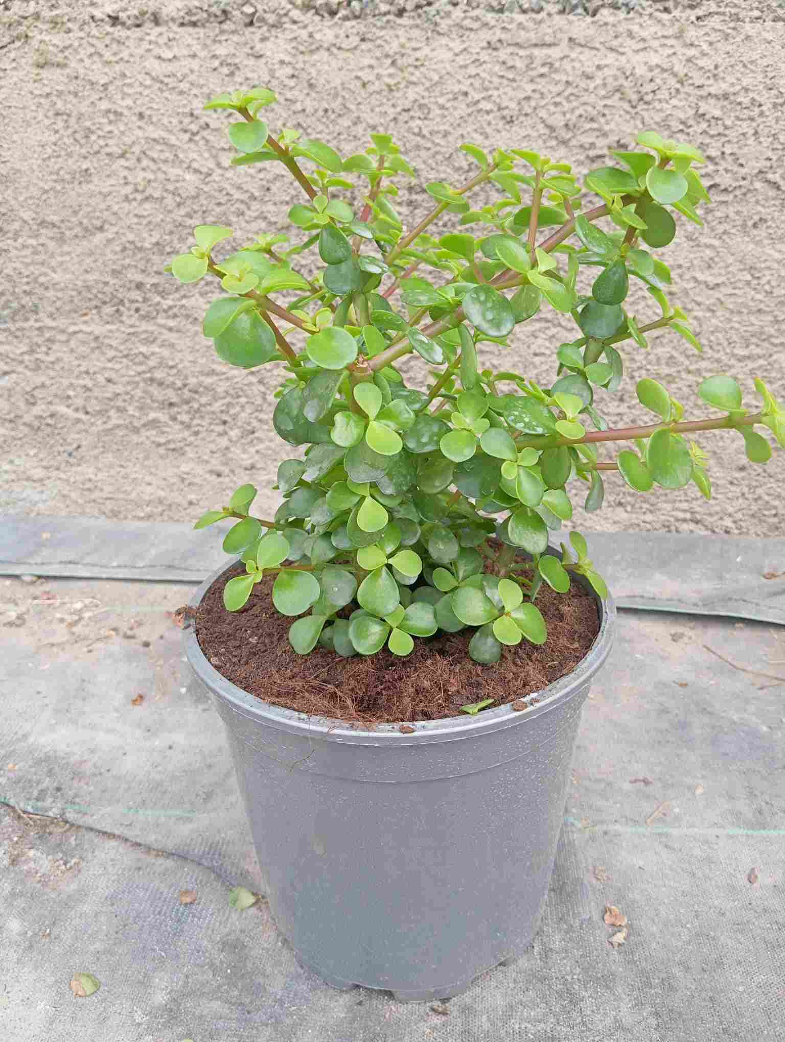 PORTULACARIA C 20 ARBUSTO