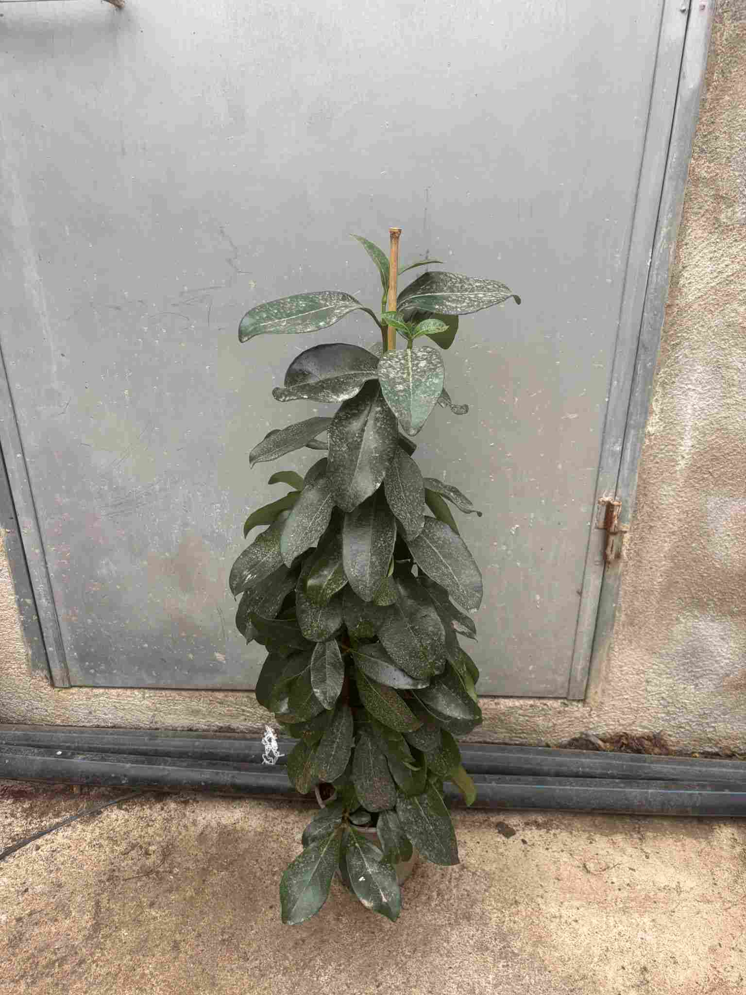 VIBURNUM LUCIDUM C 17 CAÑA 90 CM