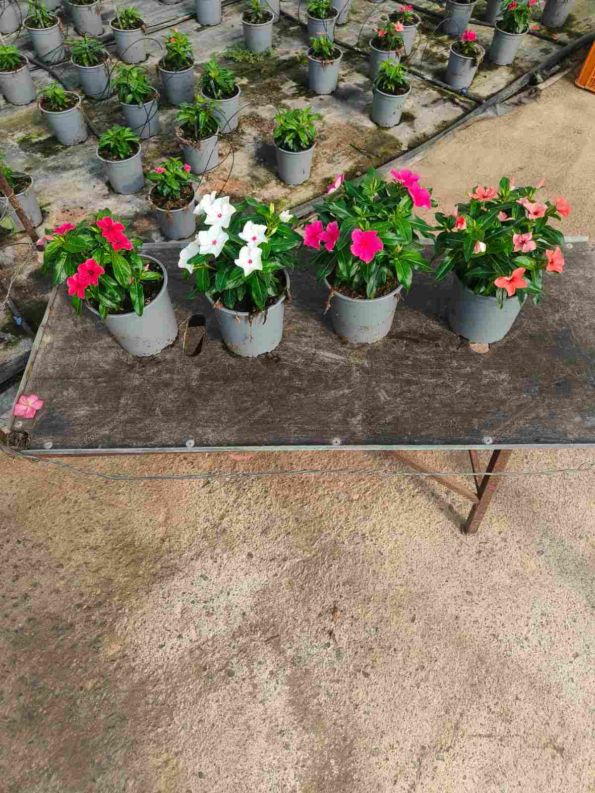 VINCA C 17