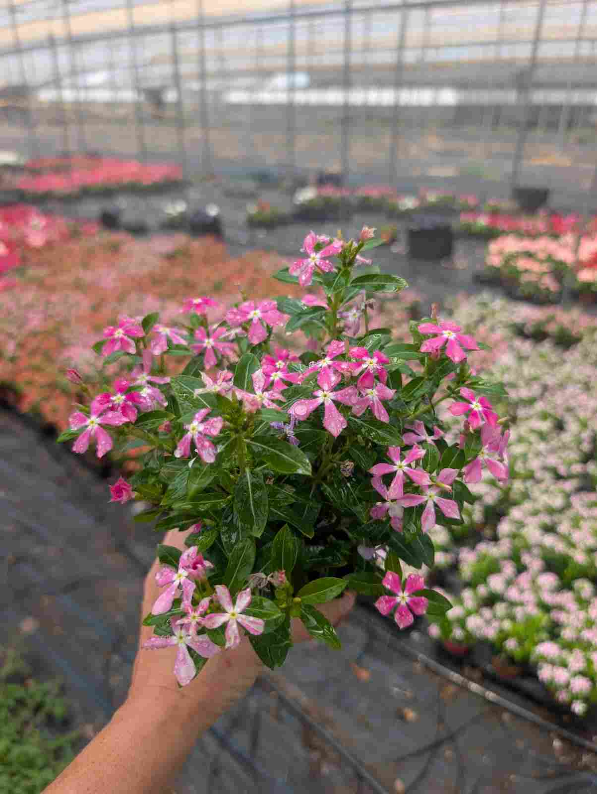 VINCA C 10.5 SOIRÉE