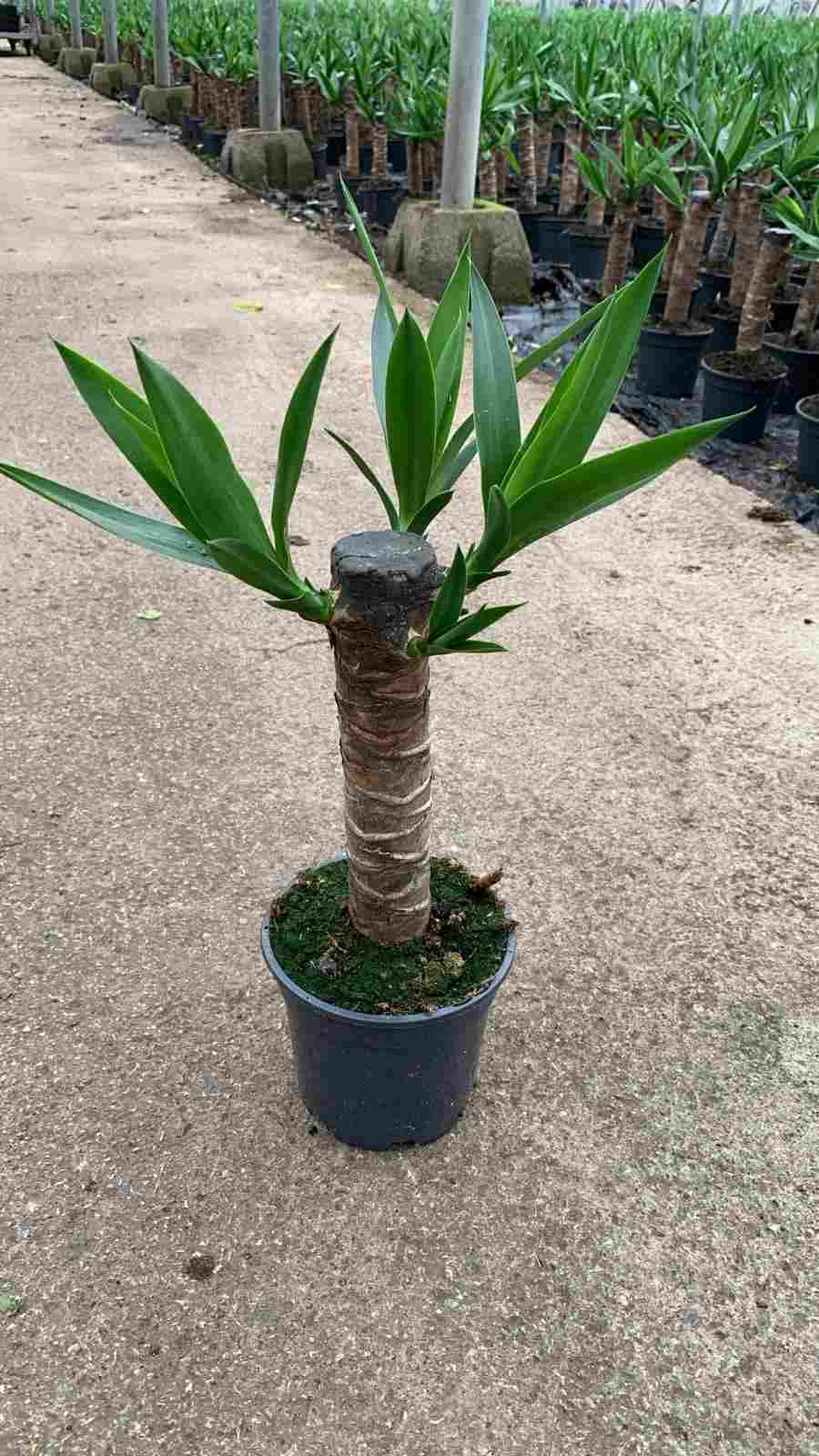 YUCCA C 14  30 CM