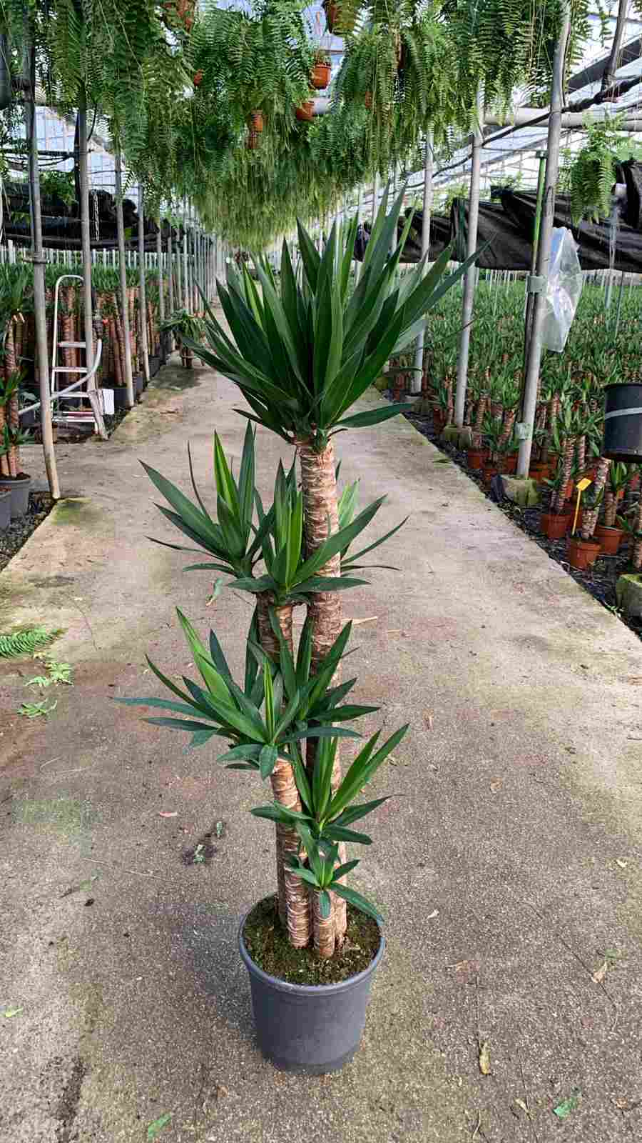 YUCCA C 30 120.90.60.30 CM