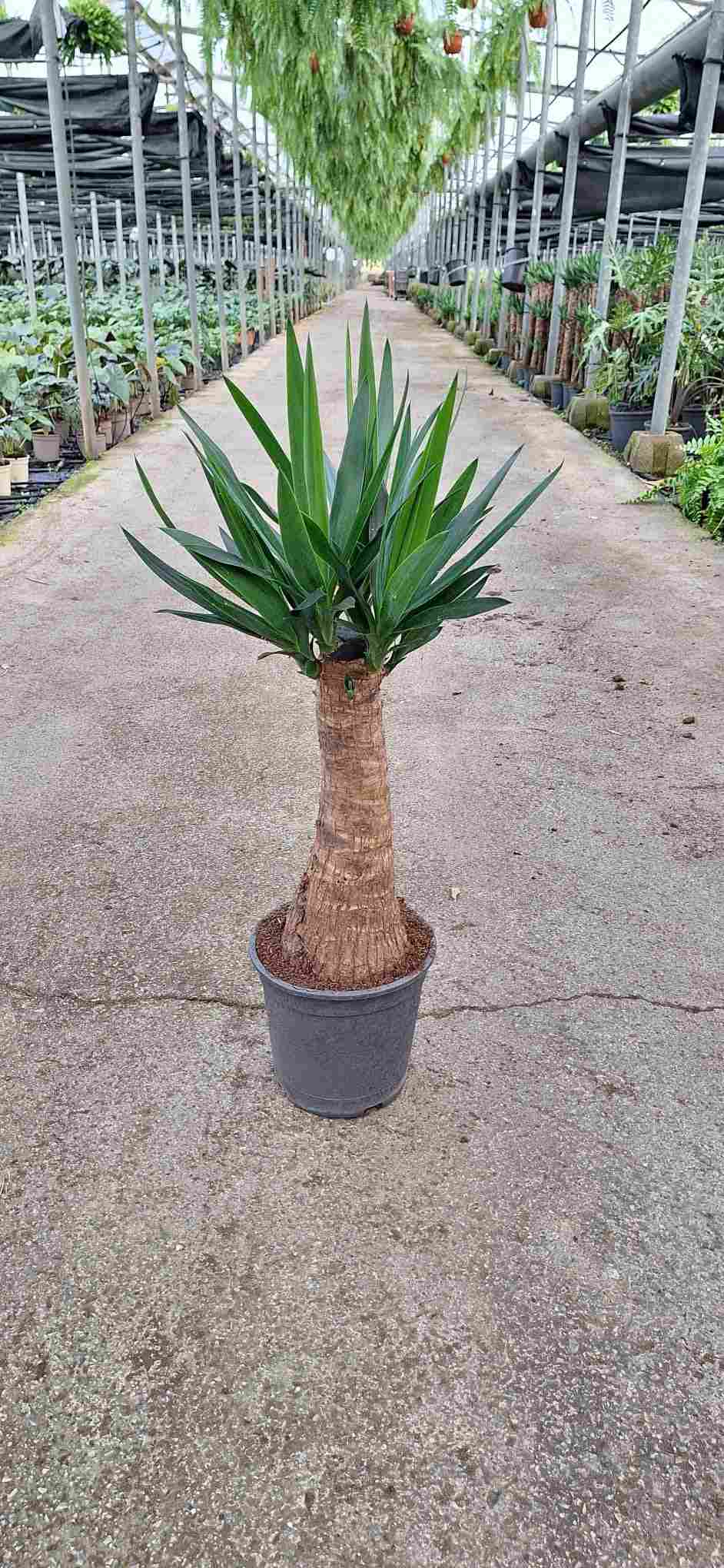 YUCCA BULDS C 22 80-90 CM