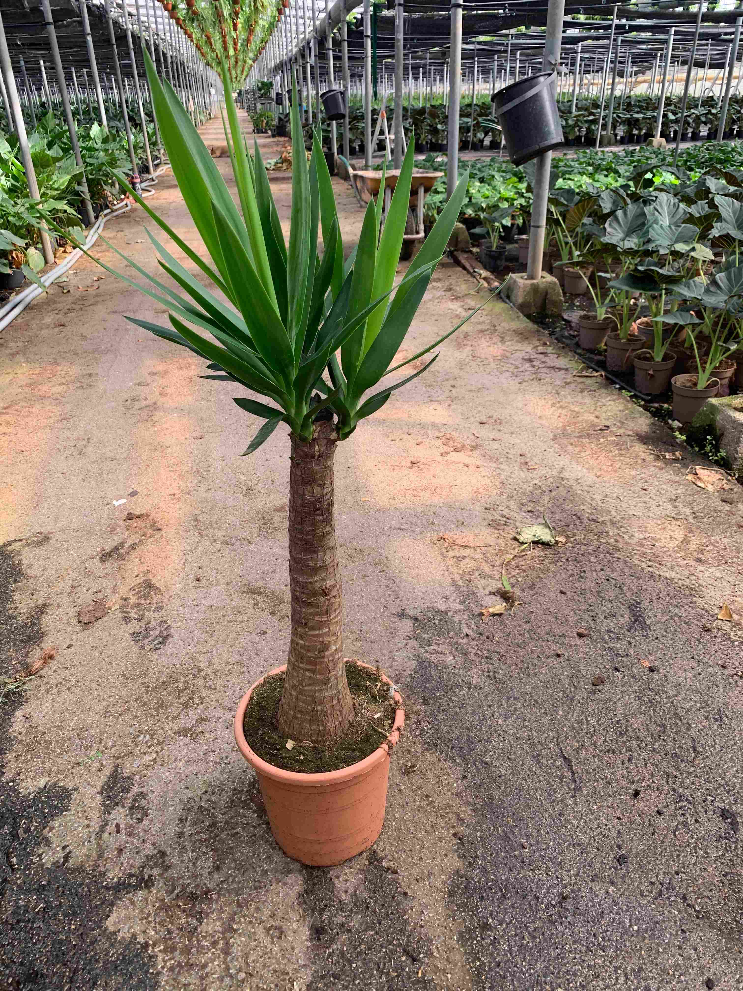 YUCCA BULDS C 25 1-1.10 M