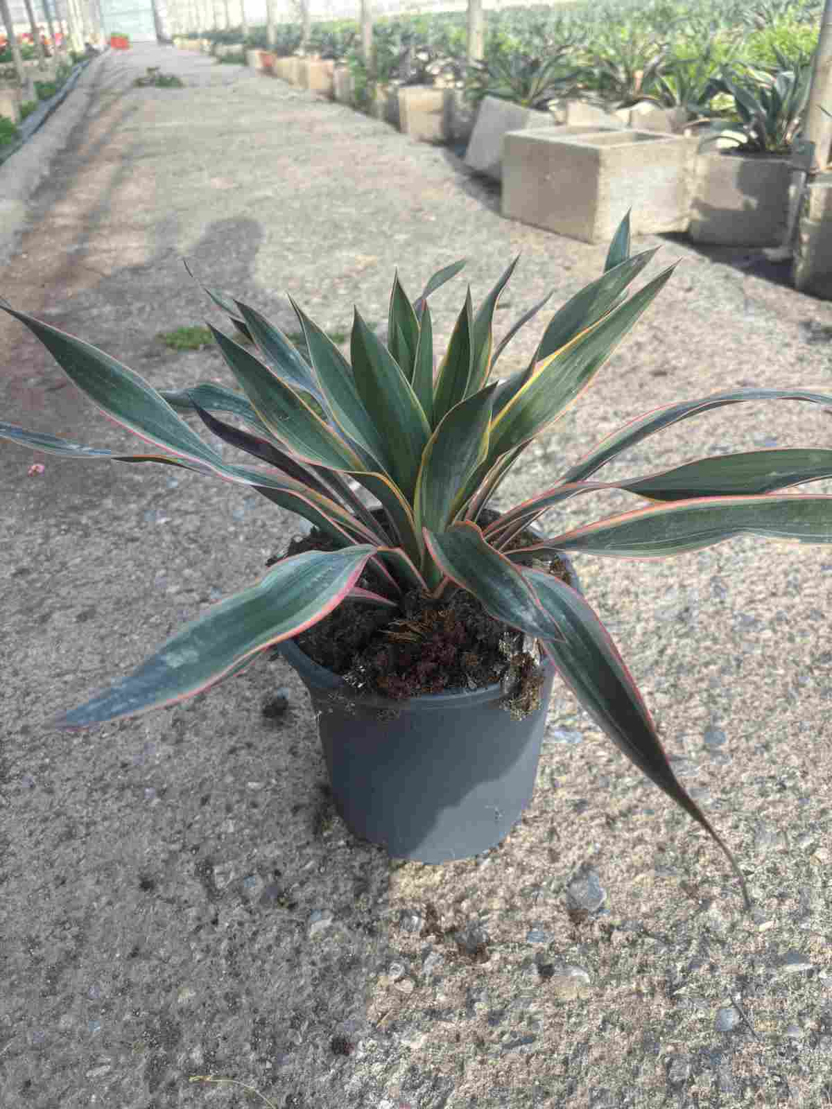YUCCA GLORIOSA VARIEGATA C 20