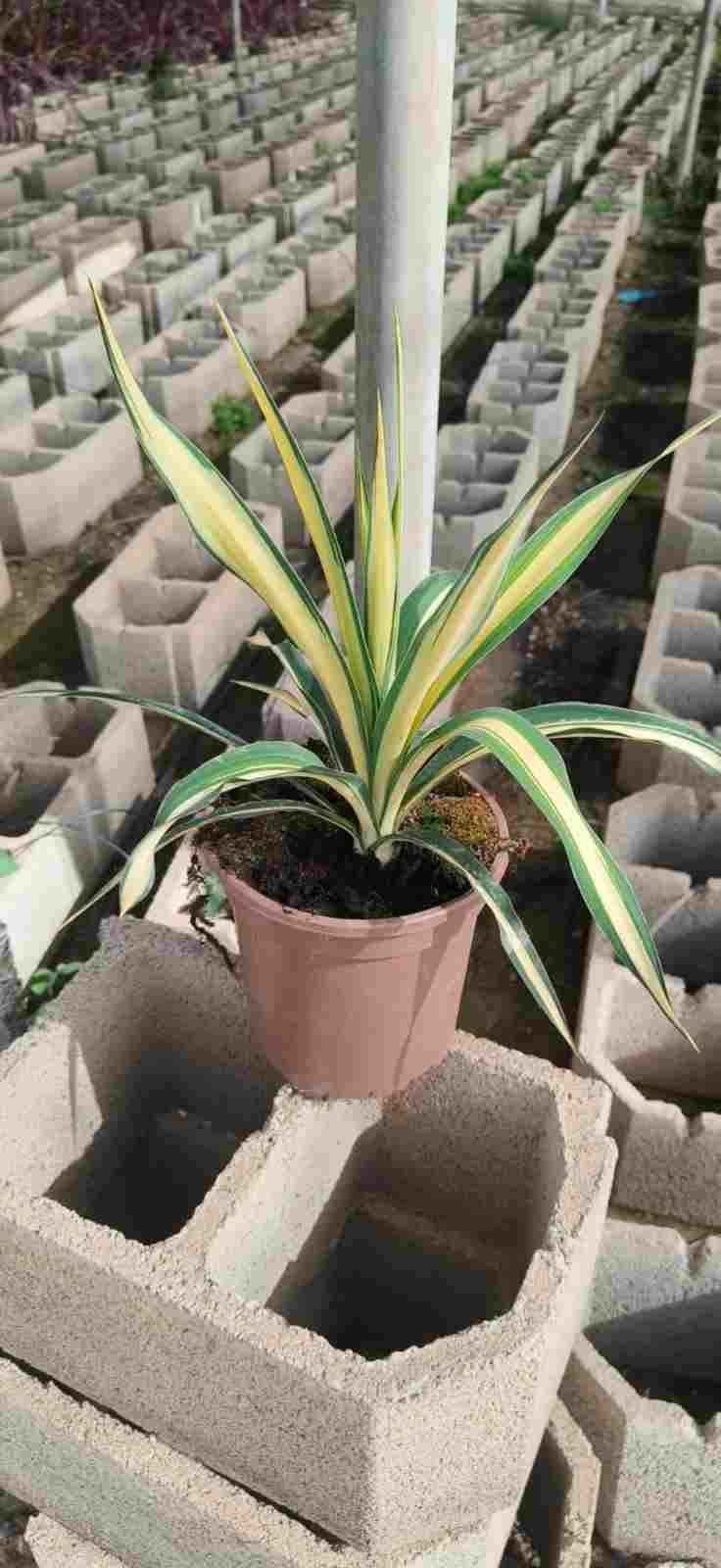 YUCCA FILAMENTOSA COLOR GUARD C 20