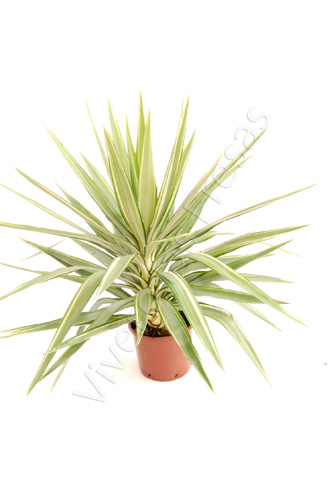 YUCCA JEWEL RAMIFICADA C 22