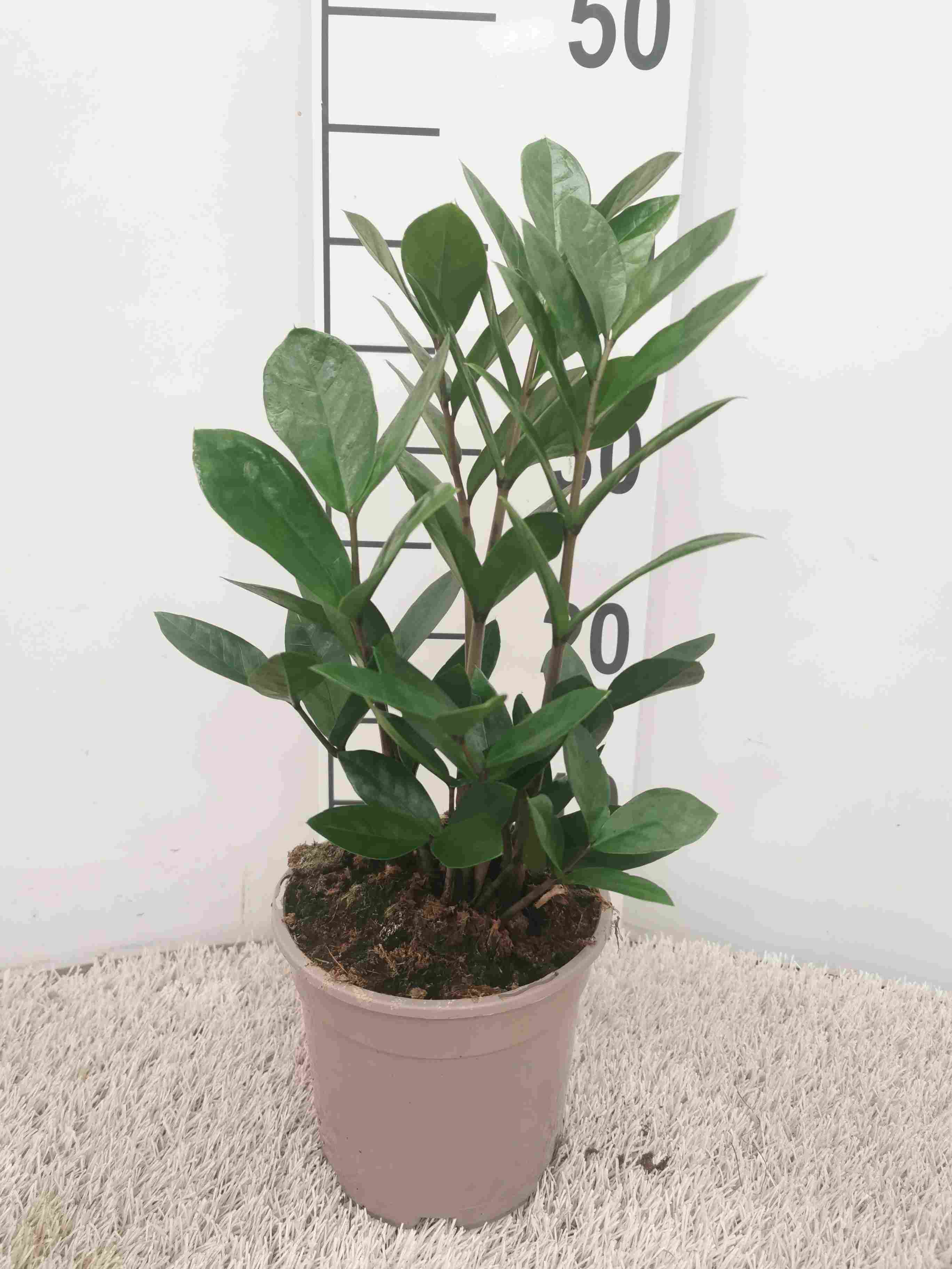 ZAMIOCULCAS C 14