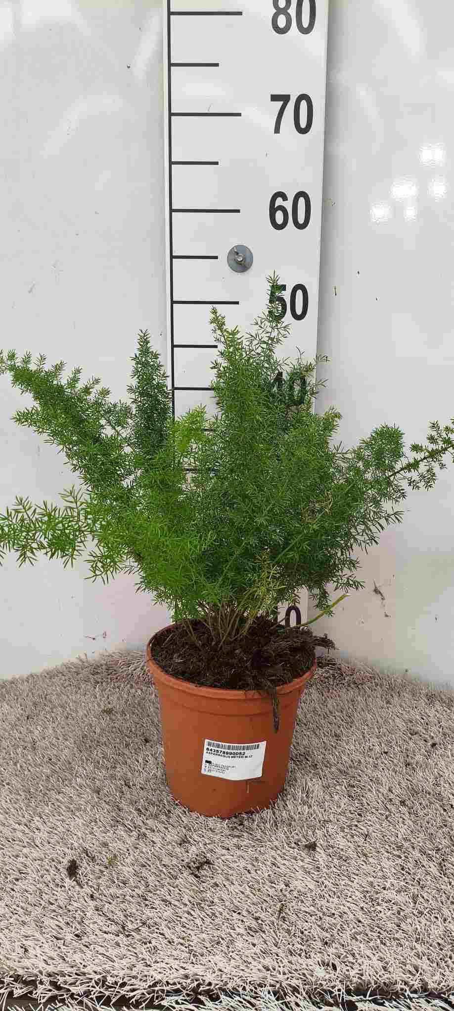 ASPARRAGUS MEYERI M 17 (745)