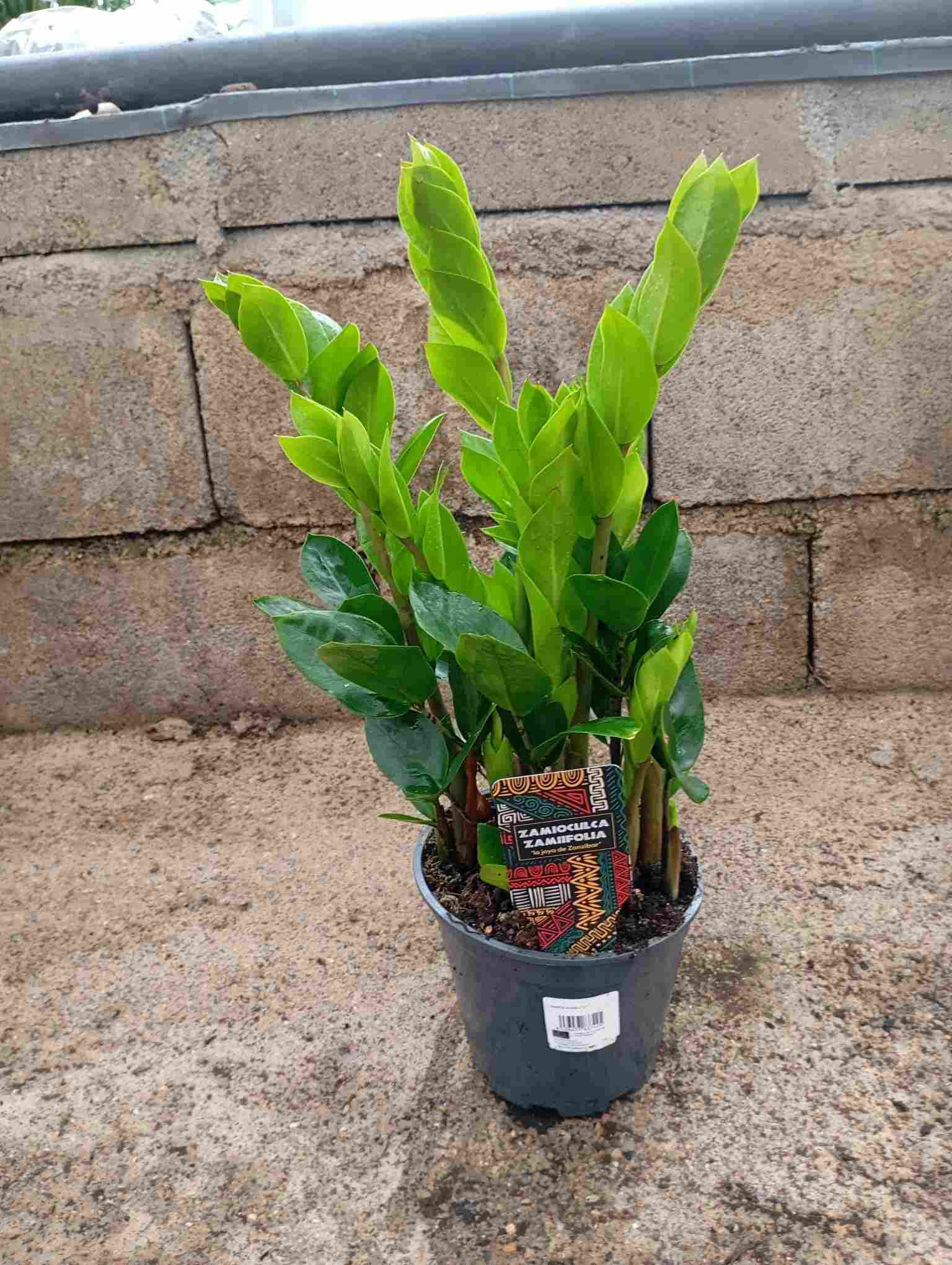 ZAMIOCULCAS C 17